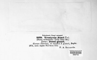 Uromyces junci image